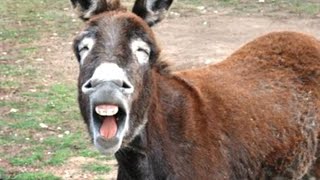 Funny Cute Donkeys To Make You LAUGH FUNNIEST ANIMALS [upl. by Home]