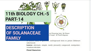 Class 11 BiologyCh5 Part14Description of Solanaceae familyStudy with Farru [upl. by Enilrad]