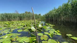 Danube Delta Part 1 🪷 Nature Vlog 🌿 🇷🇴 Boat ride tour 🚤 [upl. by Luanne73]