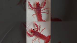 Valentine pink crayfish crayfishfarm ക്രെഫിഷ് crayfishmalayalam guppyvalarthal waterplants [upl. by Elianora974]