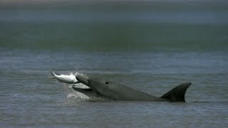 Dolphins Help Fishermen Catch Fish [upl. by Zerelda860]