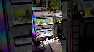 Aquarium Makeovers Before amp After [upl. by Kristo]