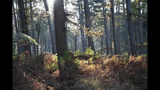 Heerlijke zonnige november wandeling door Groot Bylaer [upl. by Ottinger]