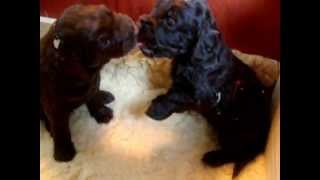 Nestje 2012  Week 4 video 2  Freonskip Australian Labradoodles [upl. by Elocal28]