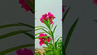 Kaner flower plant care gardening [upl. by Ylesara]