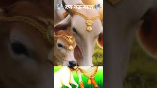 गऊ माता की कृप्या gaumatagaumatabhajangaumatastatusshortsytubeshortsshortsvideoBSCREATER [upl. by Isidor]