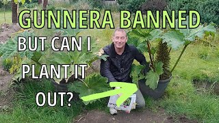 Gunnera Ban Explained MANICATA TINCTORIA CRYPTICA [upl. by Eiramanna979]