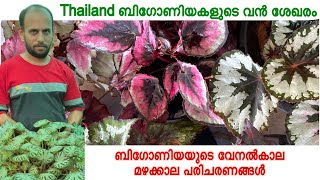 ബിഗോണിയയുടെ സർവകലാശാല ശരീഫകായോ ടൊപ്പം  Thailand 🇹🇭 Begonia’s Rare Collection [upl. by Daryn829]