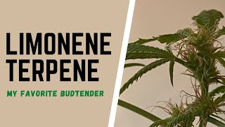 Limonene Terpene Cannabis  My Favorite Budtender [upl. by Alleinad]