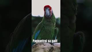 PEPITO MANALOTO KONTROL NG GALIT 🤯💯 anger reels fypシ゚viral fyp motivation shorts [upl. by Cuyler]