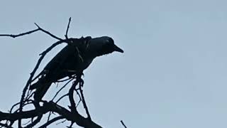 how to American Crow Calls 2024 3 MOST COMMON SoundsYou Will Hear American Crow Calls 2024 [upl. by Brittani]