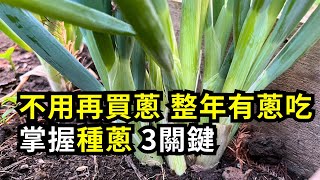 不用再買蔥，掌握種蔥3重點，整年有蔥吃  阿星種植 [upl. by Somisareg]