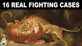 LION VS TIGER  16 Real fighting cases [upl. by Farris]