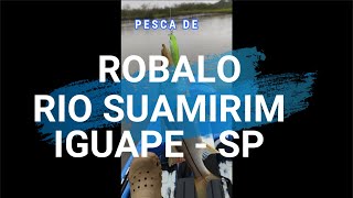 Pesca de Robalos Rio Suamirim  Jureia Iguape [upl. by Ennovyahs]