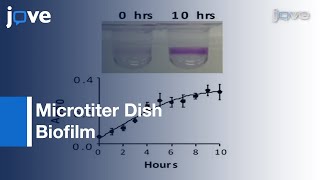 Microtiter Dish Biofilm [upl. by Aistek]