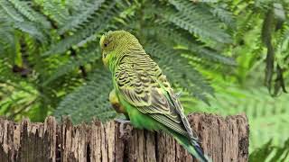 The Budgerigar Bird Australia [upl. by Terrell]