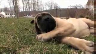 Bullmastiff Puppies [upl. by Dode343]