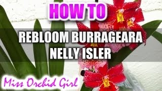 How to rebloom Burrageara Nelly Isler Orchid [upl. by Atsedom]