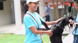 SPCA Malaysia Documentary [upl. by Nottage]