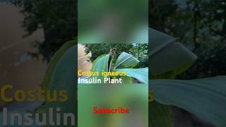 Insulin Plant Costus Igneus diabetes insulin shorts [upl. by Gertrude]