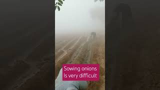 sowing onions  onion farming farming farmerlife [upl. by Anahsek]