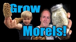 How to Grow Morel Mushrooms At HOME [upl. by Prent]