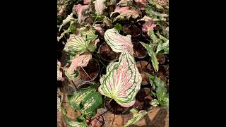 caladium plantsgarden shortsvideo [upl. by Junji]