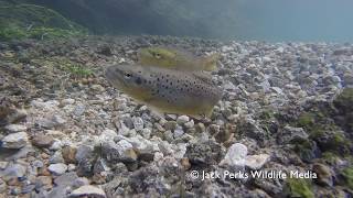 Brown Trout Courtship [upl. by Theron]