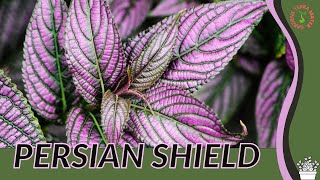 PERSIAN SHIELD Information and Growing Tips Strobilanthes dyerianus [upl. by Lehcem447]