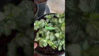 Fittonia မြကွက်တစ်ထောင် houseplants plants [upl. by Erapsag]