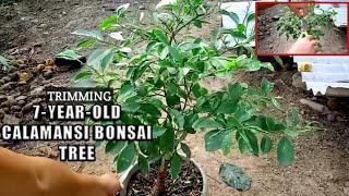 PRUNING MY 7YEAROLD KALAMANSI BONSAI TREE  PALAWAN PHILIPPINES [upl. by Greenwald531]