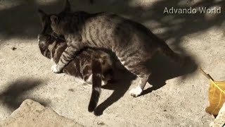 Cats Mating  funny cats videos  cat mating  mating animals [upl. by Ire]