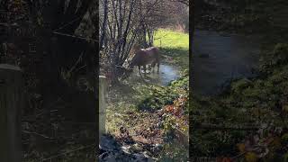 A horse enjoys the water at LatourdeCarol [upl. by Enaols]