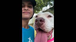 Nikkei A914918 austinanimalcenter americanpitbullterrier [upl. by Wildon]