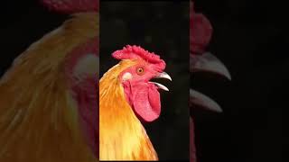 Rooster crowing compilation the best rooster viralshort youtubeshorts [upl. by Ibba]