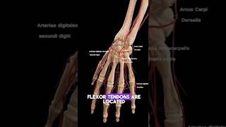 Hand Anatomy Animation anatomyphysiology anatomy hand shorts [upl. by Onida]