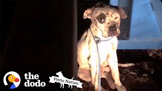 Pit Bull Rescued from Dogfighting Now Lives Like a King  The Dodo Pittie Nation [upl. by Norwood]