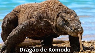 O Dragão de Komodo [upl. by Ayikat]