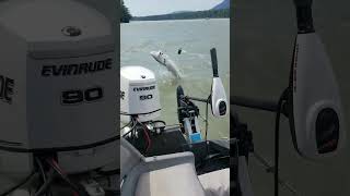 Sturgeon Jumping Amazing fishing in the Fraser River sturgeon sturgeonfishing fishing [upl. by Vig]