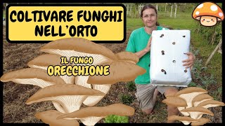 🍄 Come COLTIVARE FUNGHI in CASAORTOGIARDINO Pleurotus ostreatus 🍄  Tutorial Balla di funghi [upl. by Ahso]