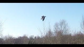 Woodcock Hunting January 2018 [upl. by Jobye]