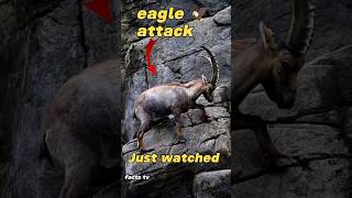 Unbelievable Eagle vs Mountain Goats Showdown [upl. by Naujet]