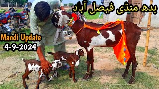 Today Latest Update Faisalabad Bakra Mandi 492024 [upl. by Rawley]