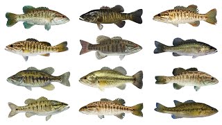 12 Species of Black Bass Fish  Micropterus Genus [upl. by Savihc]