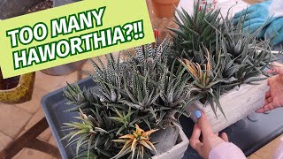 Dealing with overgrown Haworthia  Planting Haworthia [upl. by Eidroj]