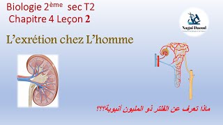 Biologie 2ème sec Chapitre 4 Leçon 2 Lexcrétion chez lhomme الاخراج 2 [upl. by Mastat896]