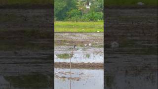 KINGFISHER BIRDkingfisherbirdkingfisherbirdbirdloversviralvideoviralshortsrilankapaddyfield [upl. by Gilba]