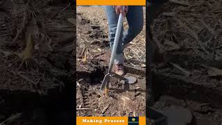 Rooting Process Of Sugarcane [upl. by Madelina245]