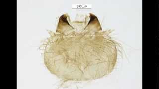 Trogoderma Dermestidae Larvae Dissection [upl. by Buroker723]