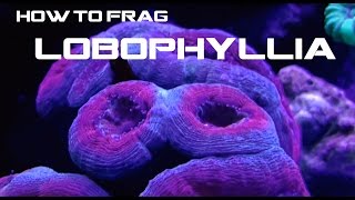 StudioReef  HOW TO FRAG LOBOPHYLLIA [upl. by Obadiah]